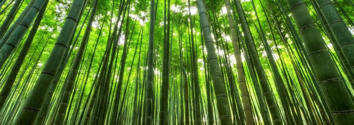 bamboo-1283976_1280